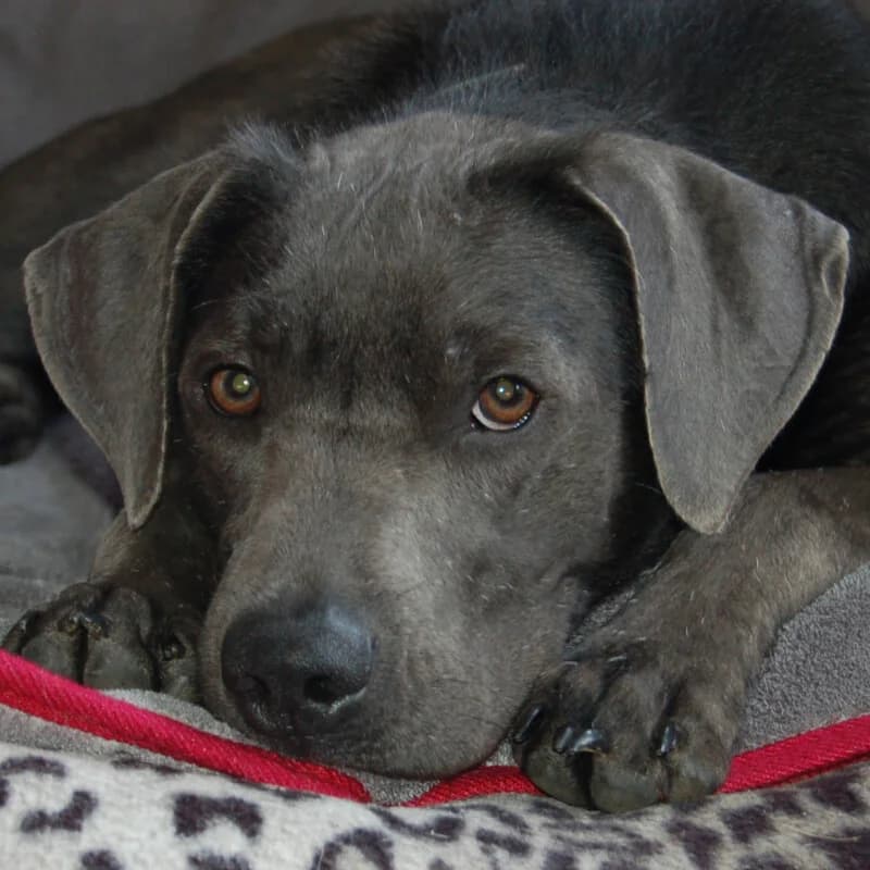 La Pauli – Mit Video, male Mixed Breed for adoption at Tierhilfe Franken e.V., Lauf
