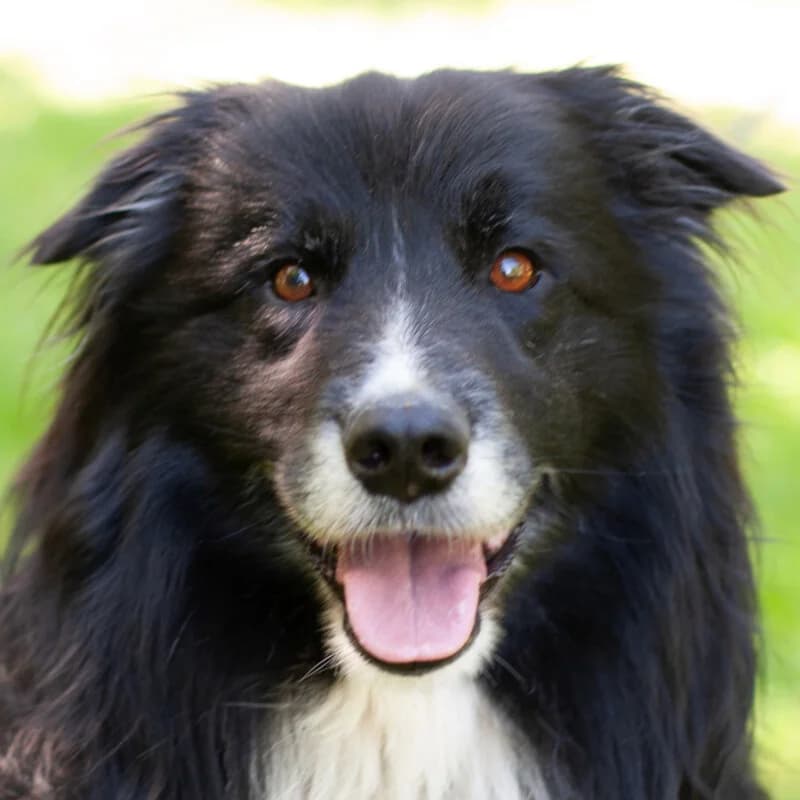 Alain Delon, senior Mixed Breed for adoption at Tierhilfe Franken e.V., Lauf