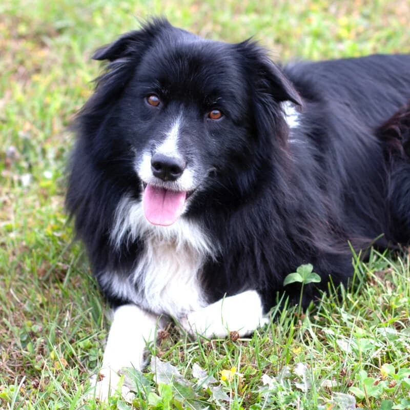 Alain Delon – Mit neuem Video, senior Mixed Breed for adoption at Tierhilfe Franken e.V., Lauf