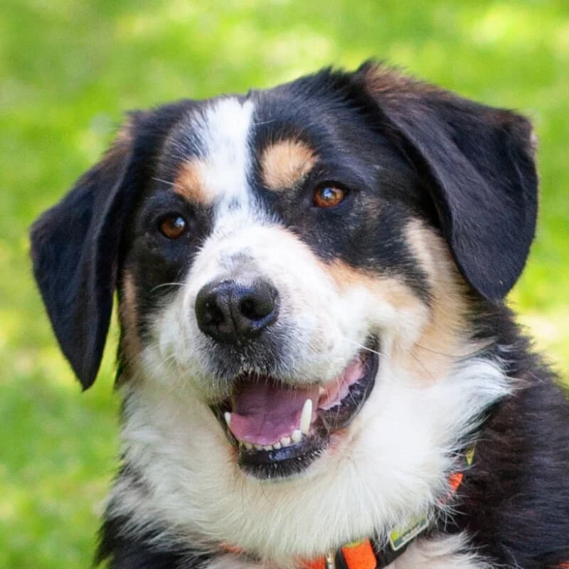 Jumo, male Mixed Breed for adoption at Tierhilfe Franken e.V., Lauf