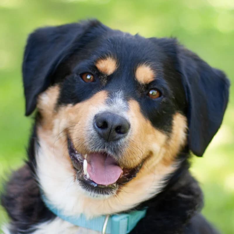 Cellon, male Mixed Breed for adoption at Tierhilfe Franken e.V., Lauf