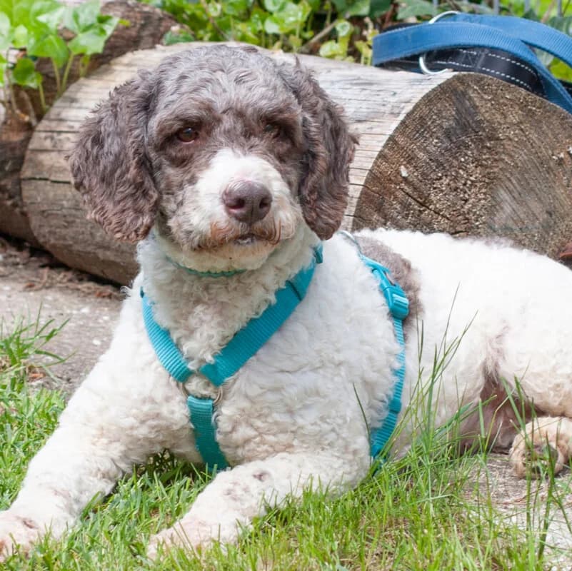 Rebecca – Mit Video, female Mixed Breed for adoption at Tierhilfe Franken e.V., Lauf