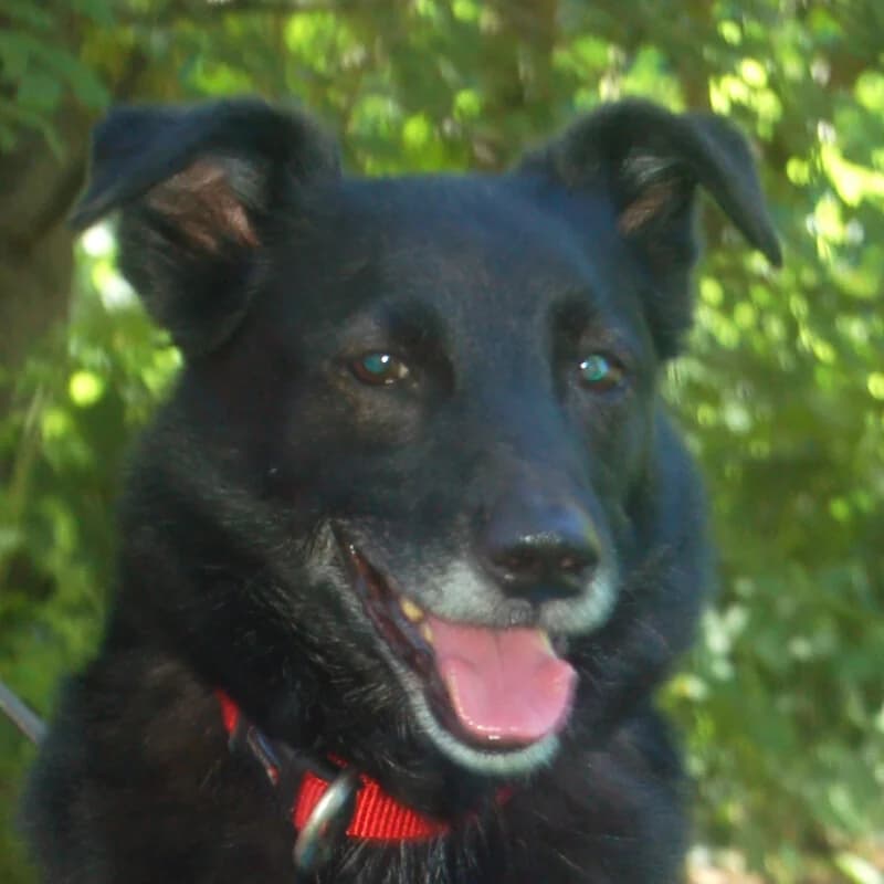 Sammy Deluxe, male Mixed Breed for adoption at Tierhilfe Franken e.V., Lauf