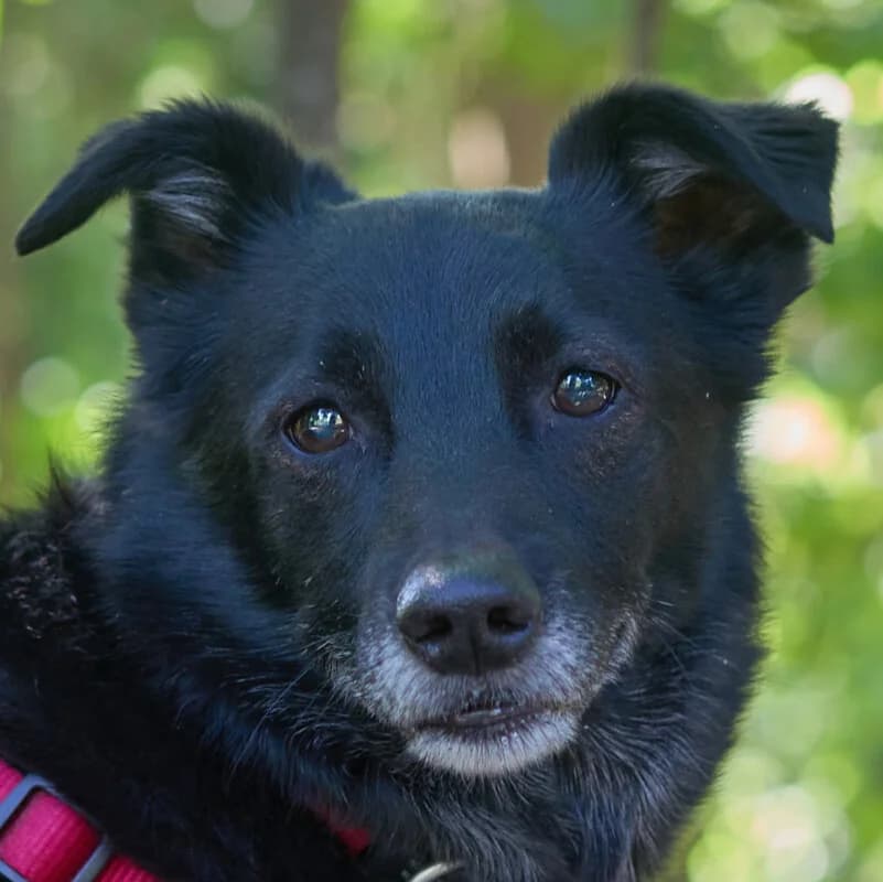 Sammy Deluxe, male Mixed Breed for adoption at Tierhilfe Franken e.V., Lauf