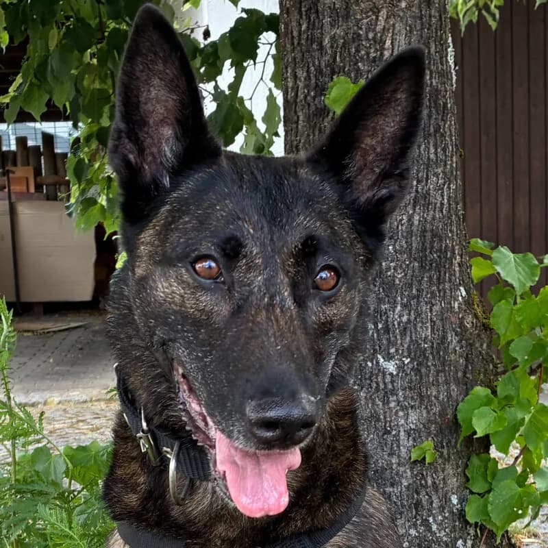 Peksi Dringend Pflege- oder Endplatz gesucht, male 7yo Mixed Breed for adoption at Tierhilfe Franken e.V., Lauf