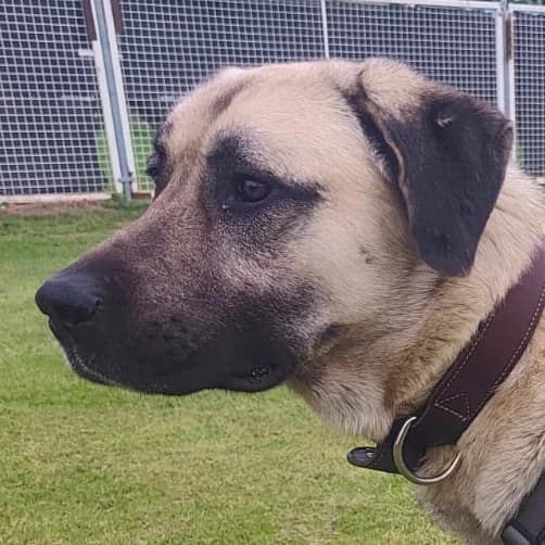 Ares, female young Mixed Breed for adoption at Tierhilfe Franken e.V., Lauf