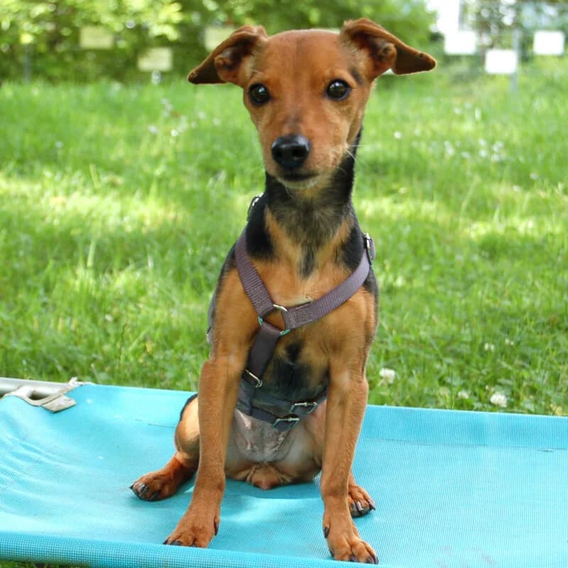 Miss Jessy, male Mixed Breed for adoption at Tierhilfe Franken e.V., Lauf