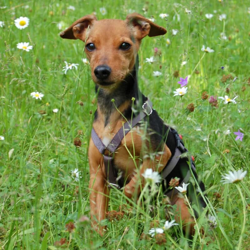 Miss Jessy, male Mixed Breed for adoption at Tierhilfe Franken e.V., Lauf