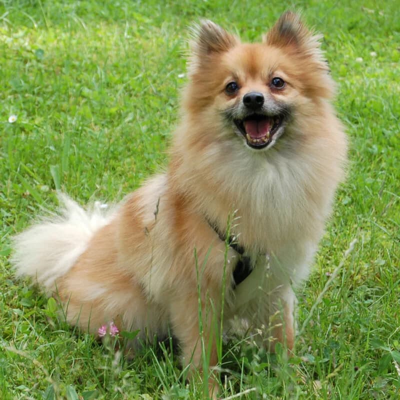 Mäxchen, female Mixed Breed for adoption at Tierhilfe Franken e.V., Lauf