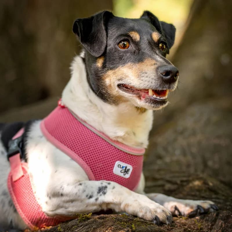 Jacky Emma, female Mixed Breed for adoption at Tierhilfe Franken e.V., Lauf