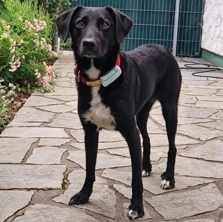 June –, male Mixed Breed for adoption at Tierhilfe Franken e.V., Lauf