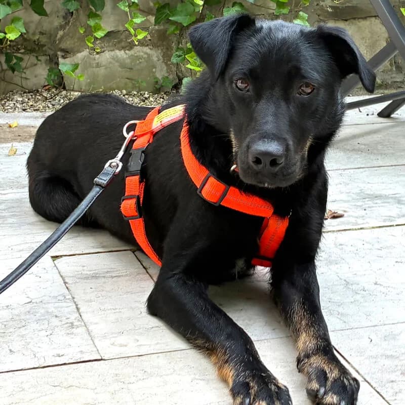Meria –, female Mixed Breed for adoption at Tierhilfe Franken e.V., Lauf