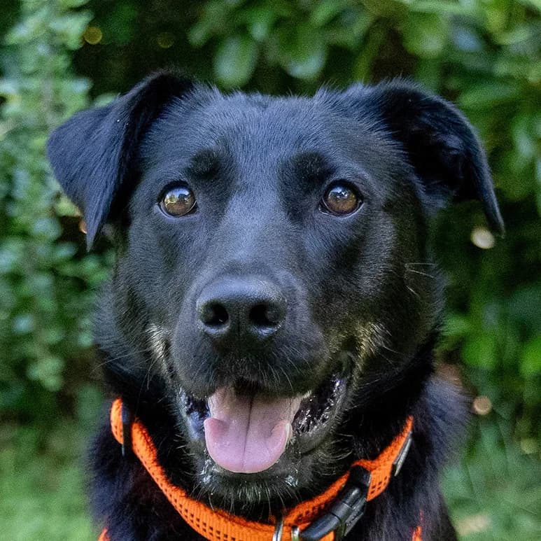 Meria – Mit Video, female Mixed Breed for adoption at Tierhilfe Franken e.V., Lauf