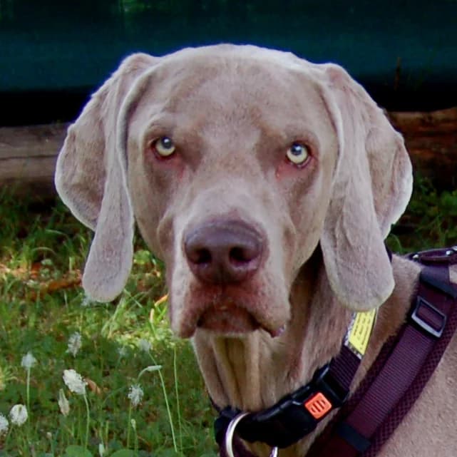 Coop mit Ahnentafel, male senior Mixed Breed for adoption at Tierhilfe Franken e.V., Lauf