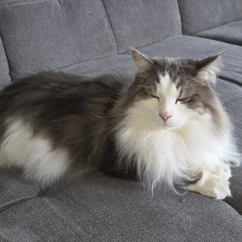 Mr. Jingles, male Mixed Breed for adoption at Tierhilfe Franken e.V., Lauf