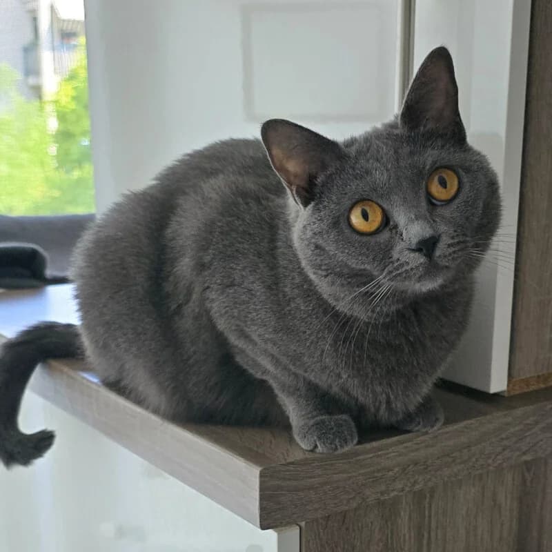 Lady Ghost, Mixed Breed for adoption at Tierhilfe Franken e.V., Lauf