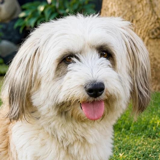 Malana, female Mixed Breed for adoption at Tierhilfe Franken e.V., Lauf