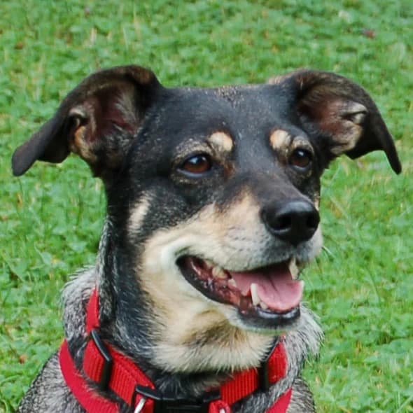 Sayra, female Mixed Breed for adoption at Tierhilfe Franken e.V., Lauf