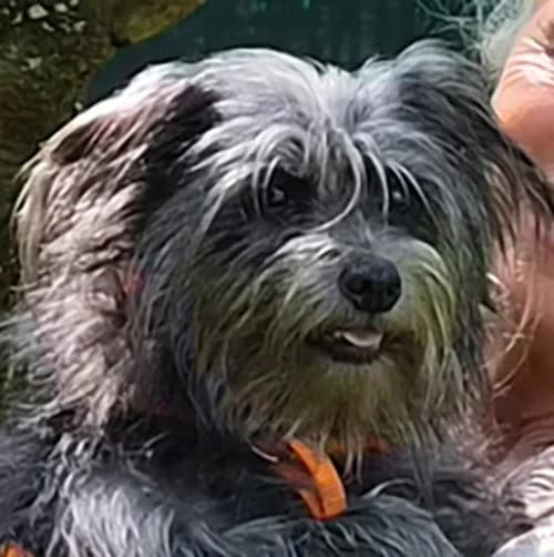 Kitty, female puppy Mixed Breed for adoption at Tierhilfe Franken e.V., Lauf