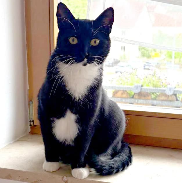 Luna, Mixed Breed for adoption at Tierhilfe Franken e.V., Lauf
