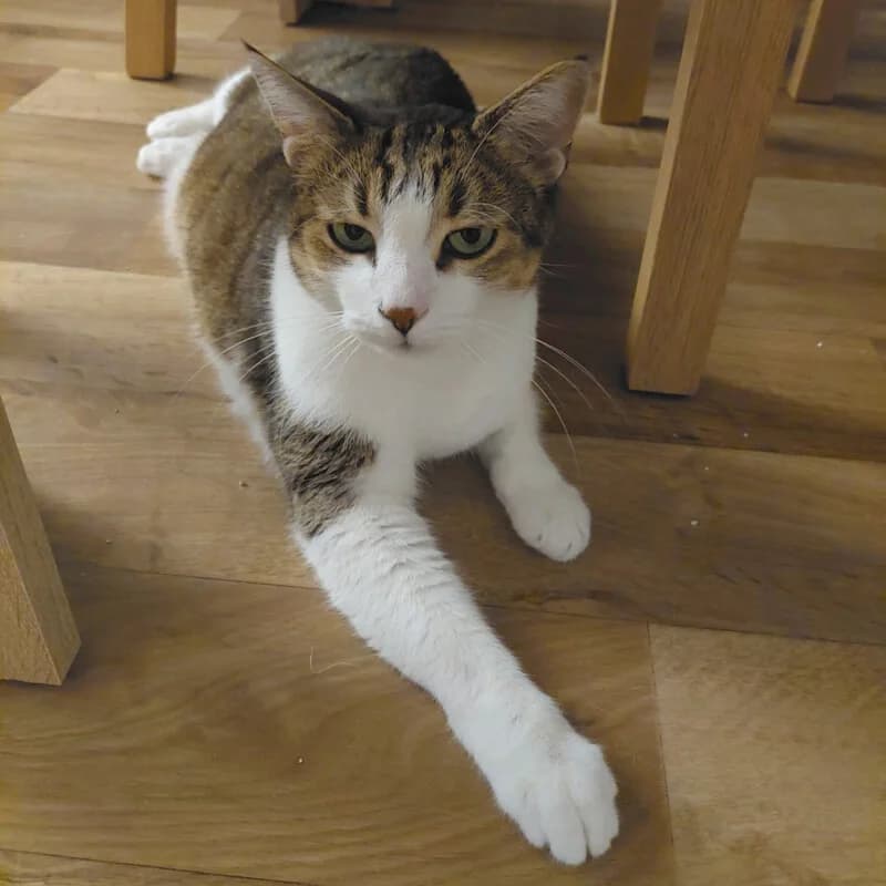 Bubi, male senior Mixed Breed for adoption at Tierhilfe Franken e.V., Lauf