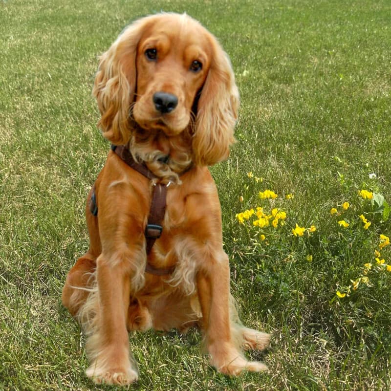 Red Oskar, male puppy Mixed Breed for adoption at Tierhilfe Franken e.V., Lauf