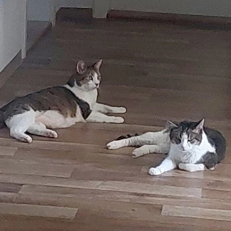 Bubi und Kira – werden gemeinsam vermittelt, male senior Mixed Breed for adoption at Tierhilfe Franken e.V., Lauf