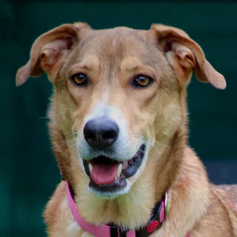 Athena, female Mixed Breed for adoption at Tierhilfe Franken e.V., Lauf