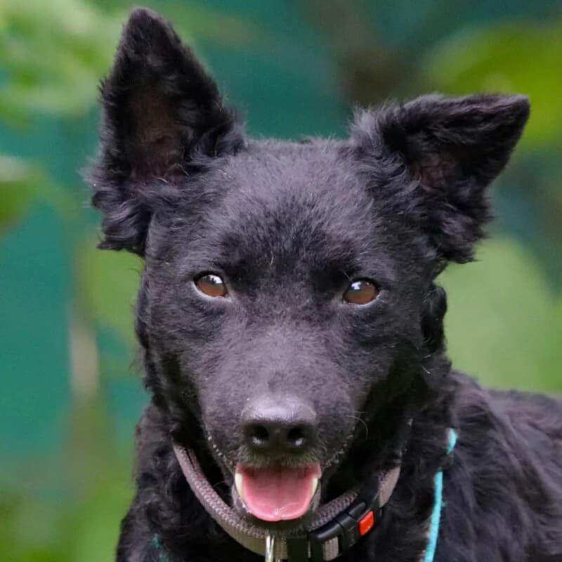 Pulin, female Mixed Breed for adoption at Tierhilfe Franken e.V., Lauf