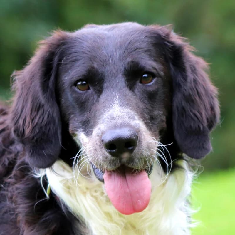 Stormy – Mit Video, male Mixed Breed for adoption at Tierhilfe Franken e.V., Lauf