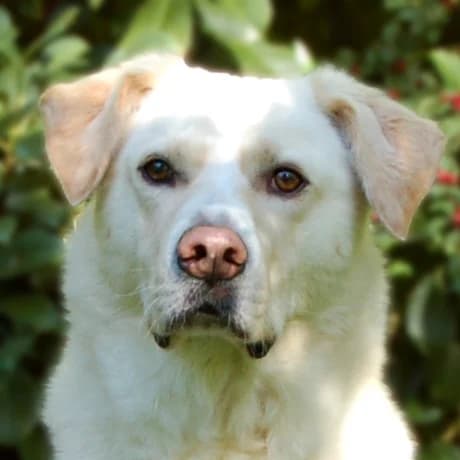 Sunny Bonani, male Mixed Breed for adoption at Tierhilfe Franken e.V., Lauf