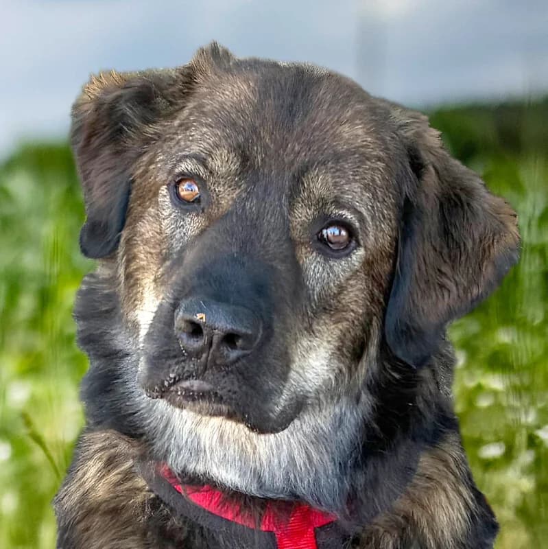 Gaston – Wir suchen Pflegefamilie, Mixed Breed for adoption at Tierhilfe Franken e.V., Lauf