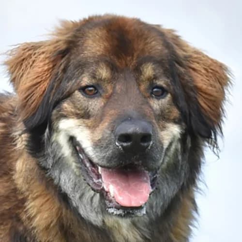 Gaston, Mixed Breed for adoption at Tierhilfe Franken e.V., Lauf
