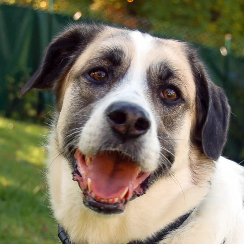 Astros, female Mixed Breed for adoption at Tierhilfe Franken e.V., Lauf