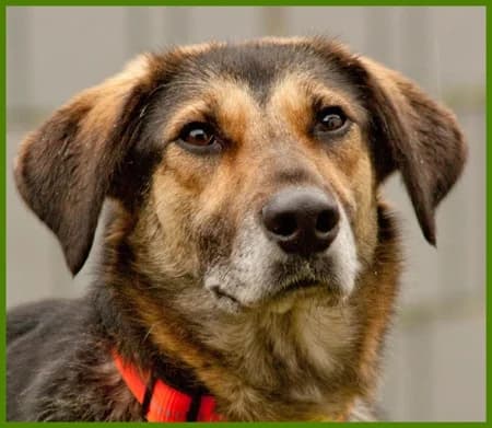 Bora, female puppy Mixed Breed for adoption at Tierhilfe Franken e.V., Lauf