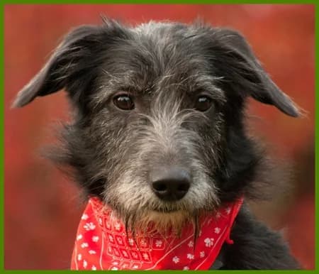 Denisa, weiΓ female Mixed Breed for adoption at Tierhilfe Franken e.V., Lauf