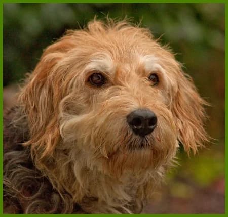 Snoopo, male senior Mixed Breed for adoption at Tierhilfe Franken e.V., Lauf