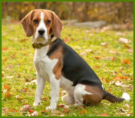 Beatle, Mixed Breed for adoption at Tierhilfe Franken e.V., Lauf