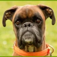 Amarok, male Mixed Breed for adoption at Tierhilfe Franken e.V., Lauf