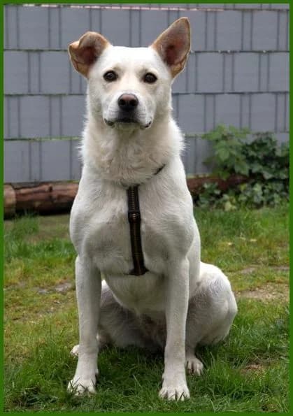 Nettli, female Mixed Breed for adoption at Tierhilfe Franken e.V., Lauf