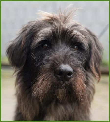 Dumbo, puppy Mixed Breed for adoption at Tierhilfe Franken e.V., Lauf