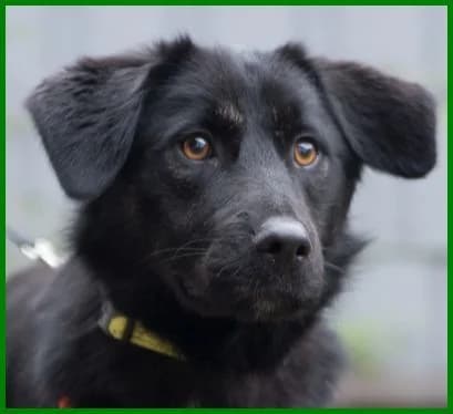 Biborka, female Mixed Breed for adoption at Tierhilfe Franken e.V., Lauf