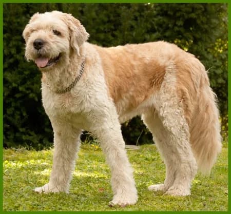 Esta, female Mixed Breed for adoption at Tierhilfe Franken e.V., Lauf