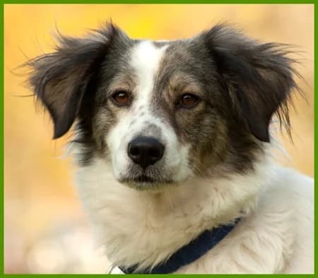 Susette, female Mixed Breed for adoption at Tierhilfe Franken e.V., Lauf