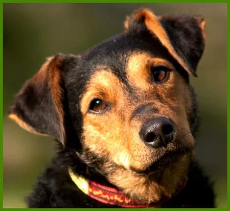 Bilboo, male Mixed Breed for adoption at Tierhilfe Franken e.V., Lauf