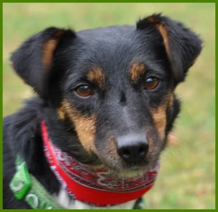 Talina, female Mixed Breed for adoption at Tierhilfe Franken e.V., Lauf