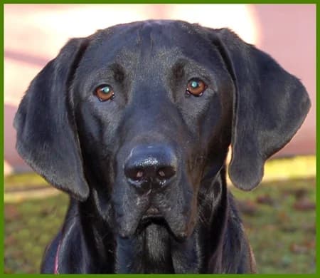 Ash, male Mixed Breed for adoption at Tierhilfe Franken e.V., Lauf
