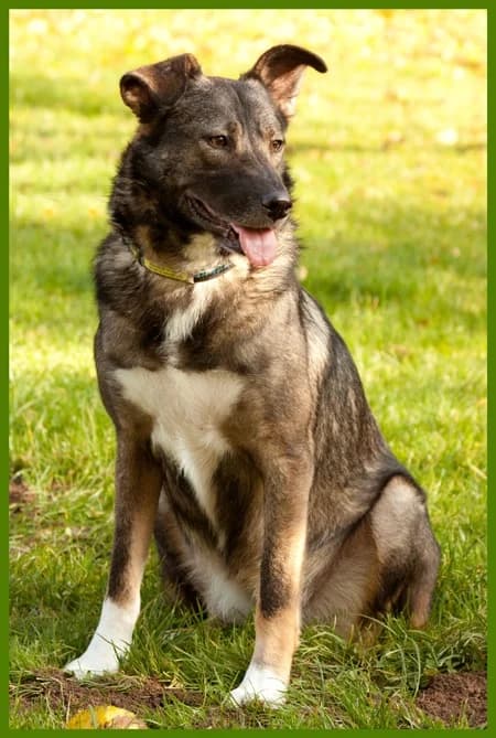Alva, weiΓ male Mixed Breed for adoption at Tierhilfe Franken e.V., Lauf