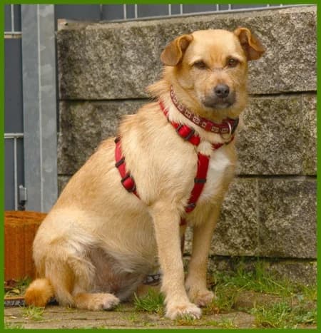 Bettina, female Mixed Breed for adoption at Tierhilfe Franken e.V., Lauf