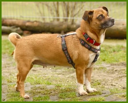 Leonora, female Mixed Breed for adoption at Tierhilfe Franken e.V., Lauf